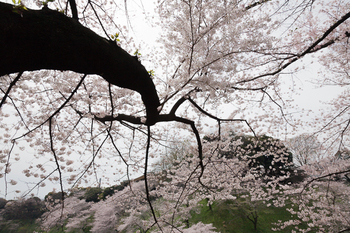 千鳥ヶ淵の桜5.jpg